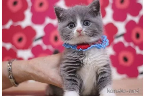 成約済の東京都のブリティッシュショートヘア-99790の1枚目