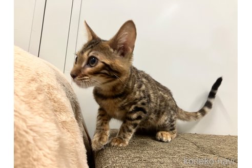 販売中の愛知県のトイガー-98613の3枚目