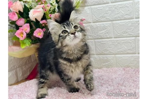 成約済の東京都のラガマフィン-99810の5枚目