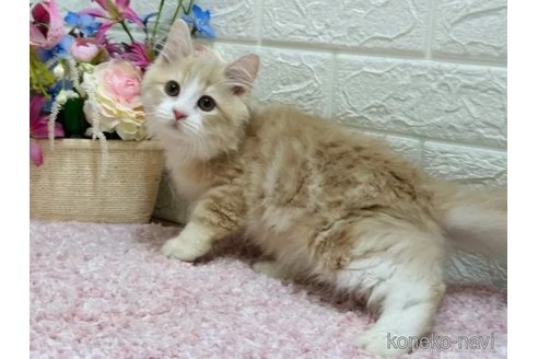 成約済の東京都のラガマフィン-99811の4枚目