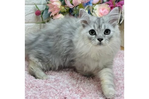 成約済の東京都のミヌエット-99813の1枚目