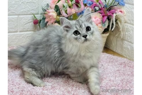 成約済の東京都のミヌエット-99813の5枚目