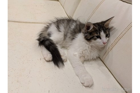 成約済の埼玉県のノルウェージャンフォレストキャット-94909の5枚目