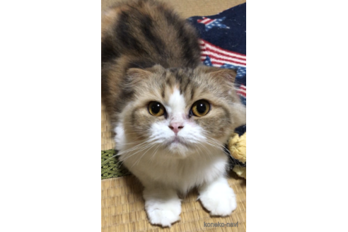 どんぐりちゃん1枚目