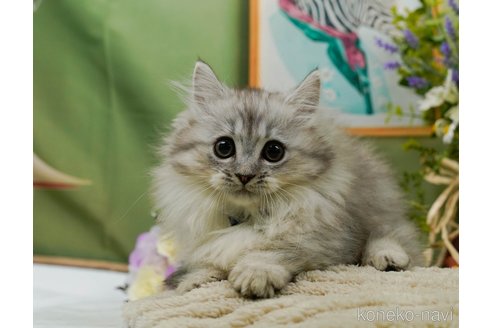 成約済の神奈川県のミヌエット(短足)-99995の24枚目