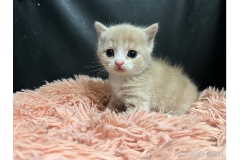 成約済の埼玉県のスコティッシュフォールド-99997の5枚目