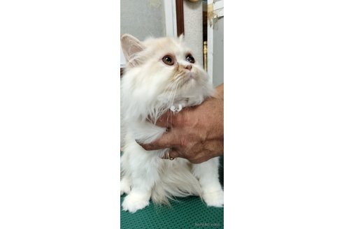 成約済の埼玉県のエキゾチックロングヘア-89012の3枚目
