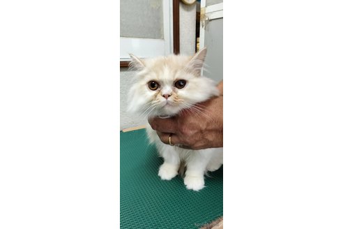 成約済の埼玉県のエキゾチックロングヘア-89012の2枚目