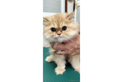 販売中の埼玉県のエキゾチックロングヘア-88730の3枚目