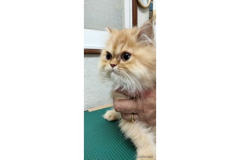 販売中の埼玉県のエキゾチックロングヘア-88730の2枚目