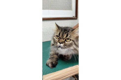 販売中の埼玉県のエキゾチックロングヘア-80225の3枚目