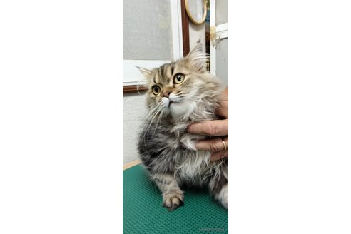 成約済の埼玉県のエキゾチックロングヘア-80223の3枚目