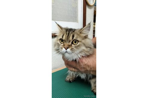成約済の埼玉県のエキゾチックロングヘア-80223の2枚目