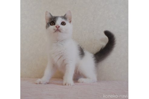 商談中の静岡県のブリティッシュショートヘア-93744の1枚目