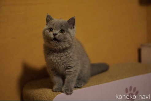 成約済の滋賀県のブリティッシュショートヘア-95056の2枚目