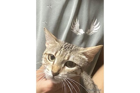 の岐阜県の-
