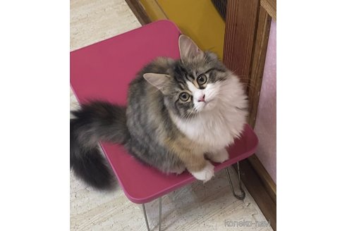 成約済の福岡県のスコティッシュフォールド-100053の2枚目