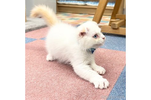成約済の神奈川県のスコティッシュフォールド(折れ耳)-96690の7枚目