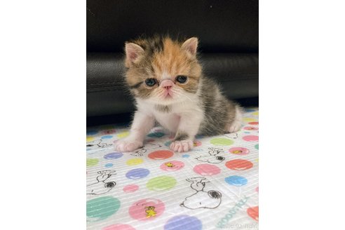 成約済の愛知県のエキゾチックショートヘア-98829の3枚目