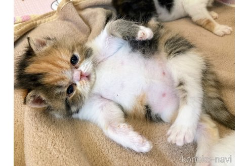 成約済の愛知県のエキゾチックショートヘア-98829の2枚目