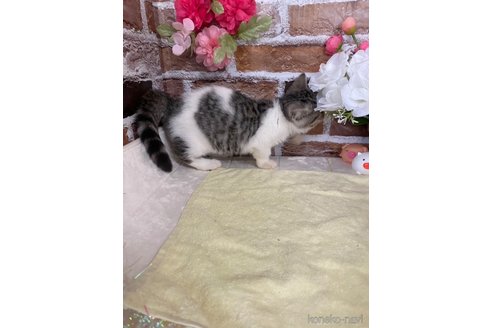 成約済の岡山県のスコティッシュフォールド-100080の7枚目