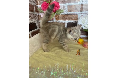 成約済の岡山県のマンチカン-100085の4枚目