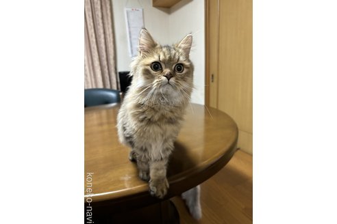 販売中の福岡県のペルシャ(チンチラ)-93628の5枚目