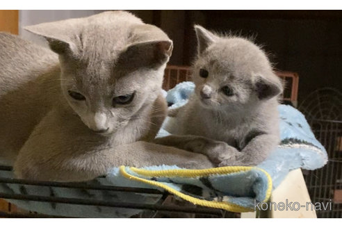 成約済の埼玉県のロシアンブルー-100090の5枚目