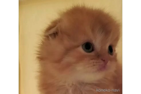 成約済の愛知県のスコティッシュフォールド(折れ耳)-100095の3枚目