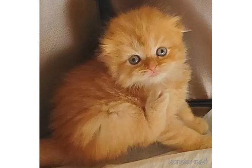 成約済の愛知県のスコティッシュフォールド(折れ耳)-100095の4枚目