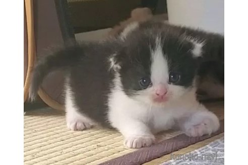 成約済の愛知県のスコティッシュフォールド(折れ耳)-100096の5枚目