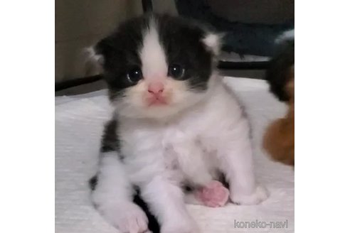 成約済の愛知県のスコティッシュフォールド(折れ耳)-100096の6枚目