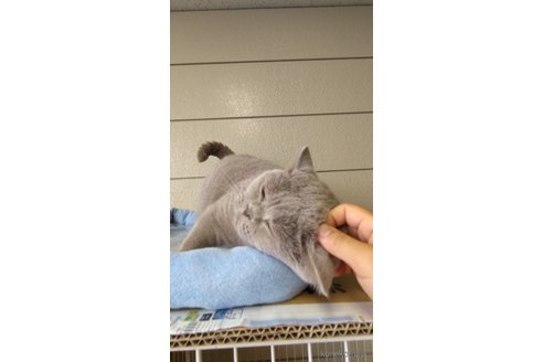 成約済の千葉県のブリティッシュショートヘア-100101の4枚目