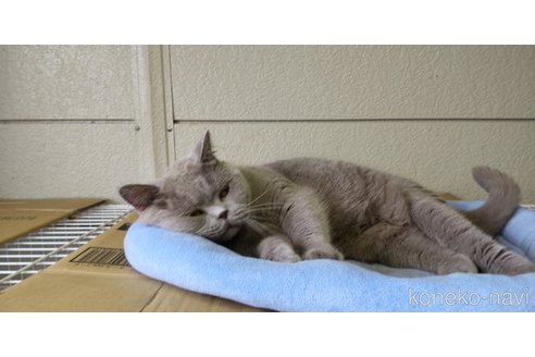 成約済の千葉県のブリティッシュショートヘア-100101の3枚目