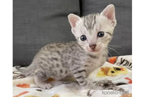 成約済の岐阜県のエジプシャンマウ-100105の2枚目