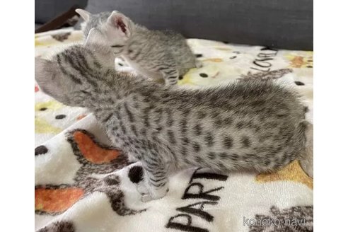 成約済の岐阜県のエジプシャンマウ-100105の3枚目