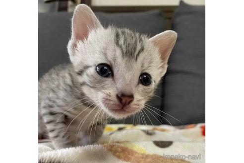 成約済の岐阜県のエジプシャンマウ-100105の4枚目