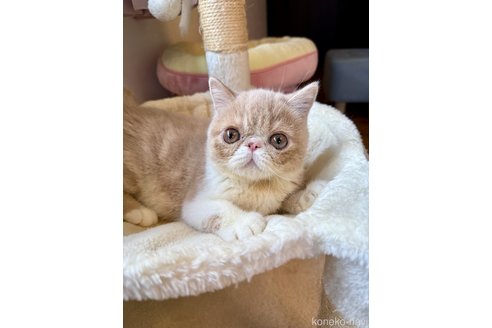 成約済の兵庫県のエキゾチックショートヘア-92297の1枚目