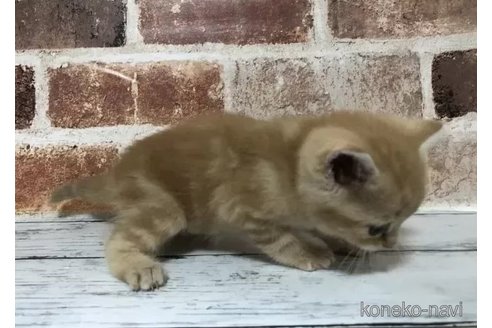 成約済の千葉県のスコティッシュフォールド-100108の2枚目