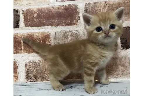 成約済の千葉県のスコティッシュフォールド-100108の3枚目