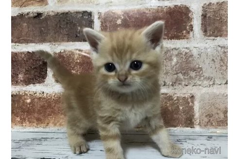 成約済の千葉県のスコティッシュフォールド-100108の4枚目