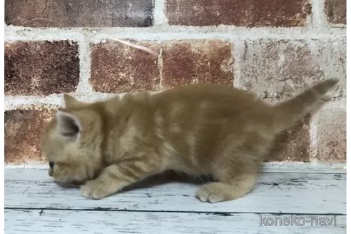 成約済の千葉県のスコティッシュフォールド-100108の5枚目