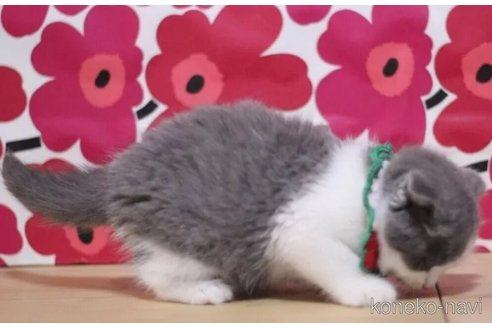 成約済の東京都のスコティッシュフォールド(折れ耳)-100110の3枚目