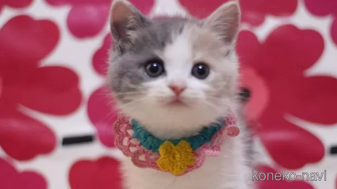 成約済の東京都のスコティッシュフォールド-100111