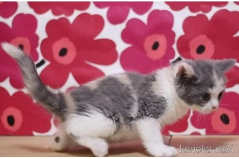 成約済の東京都のスコティッシュフォールド-100114の3枚目