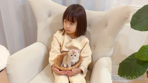 成約済の埼玉県のブリティッシュショートヘア-100137の2枚目