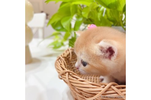 成約済の埼玉県のブリティッシュショートヘア-100139の2枚目