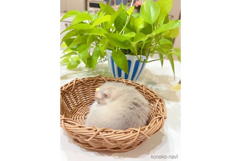 成約済の埼玉県のブリティッシュショートヘア-100140の7枚目