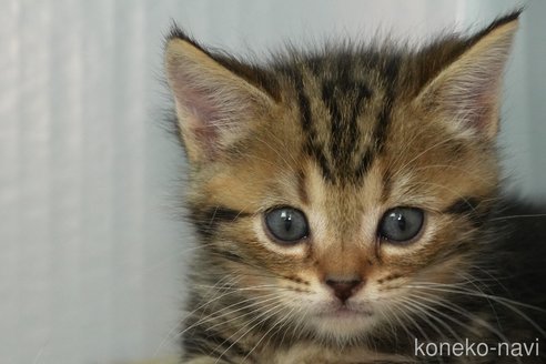 成約済の埼玉県のアメリカンショートヘア-98039の10枚目
