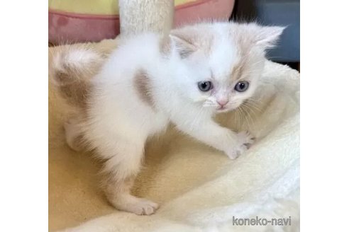 成約済の兵庫県のフォールデックス-100144の7枚目